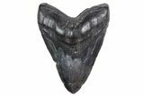 Fossil Megalodon Tooth - South Carolina #360762-1